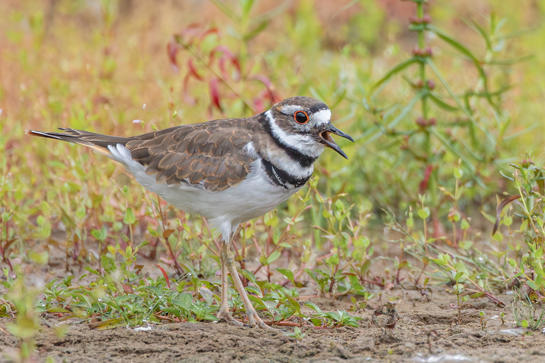 Killdeer