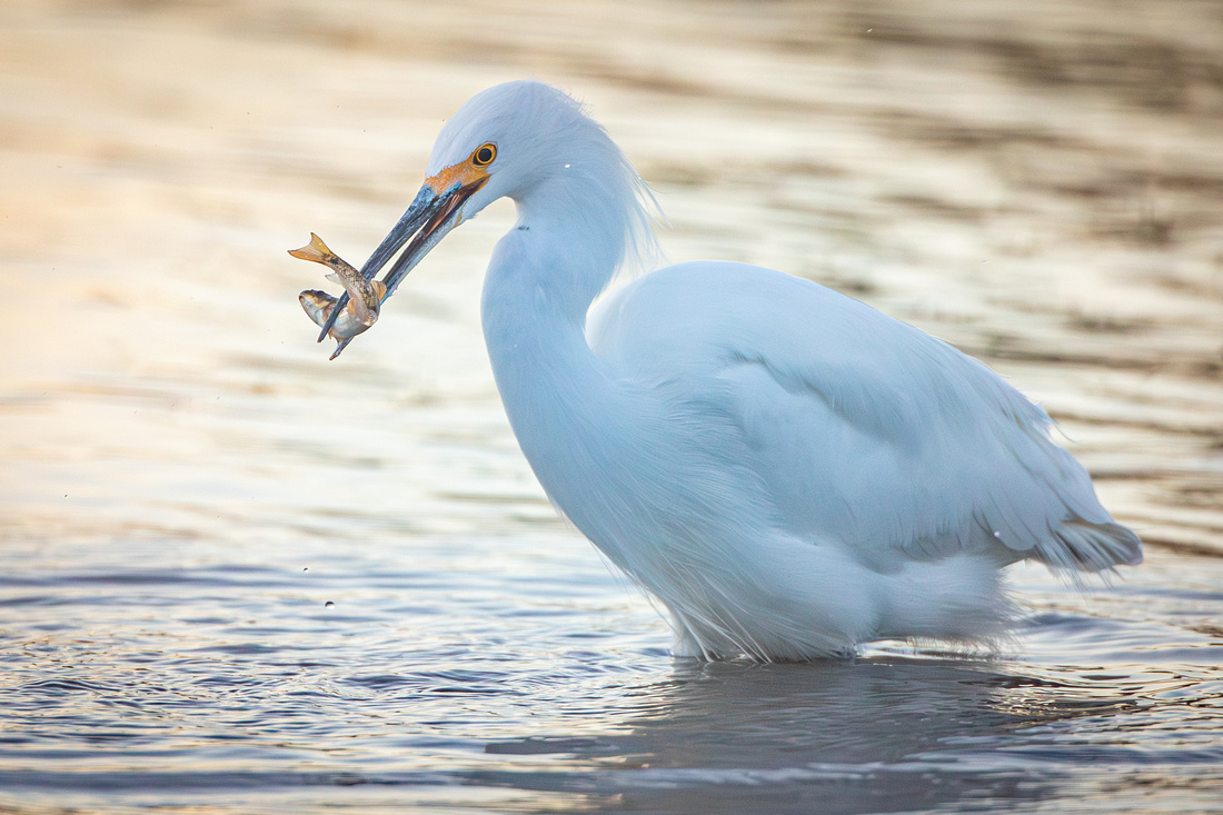 Snowy Egret with fish