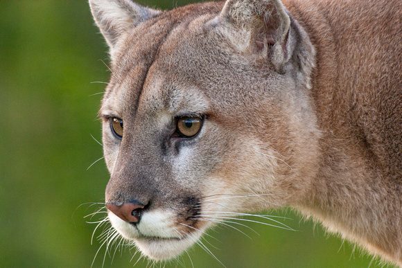 Mountain Lion