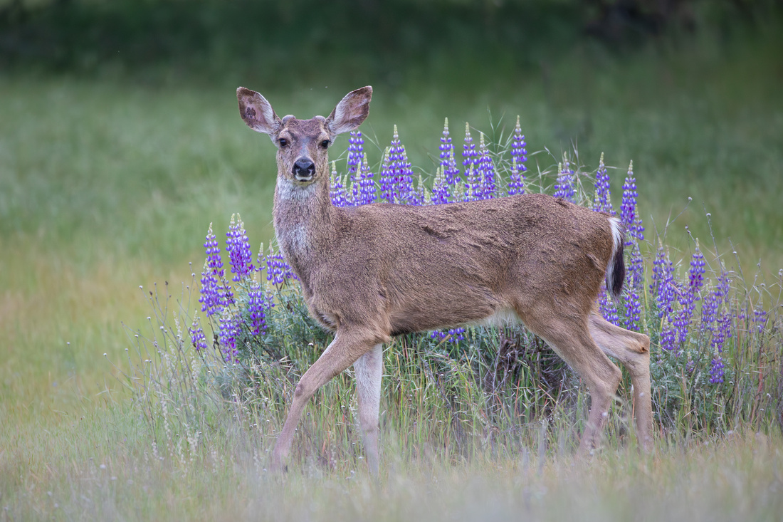 Black Tail Deer Buck