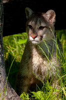 Mountain Lion