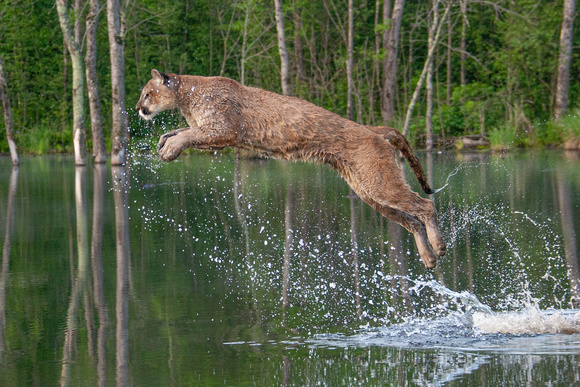 Mountain Lion