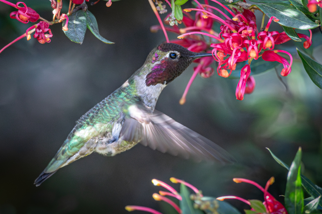 Anna's Hummingbird