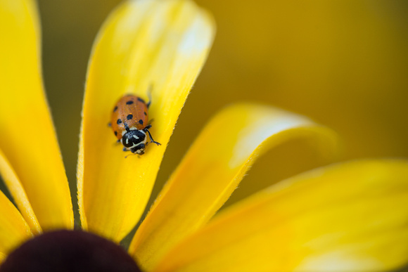 Ladybug on coneflower