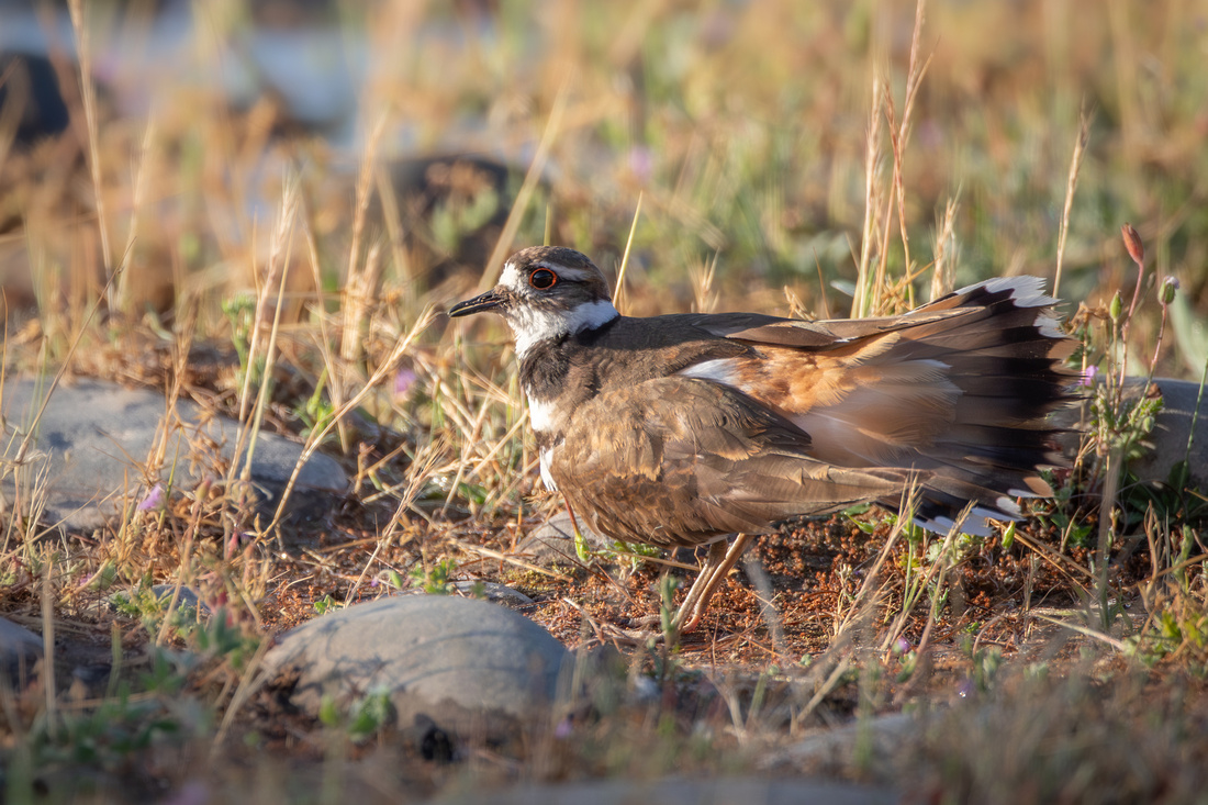 Killdeer