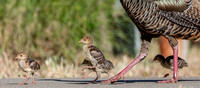 Turkey hen with chicks