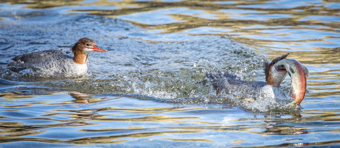 Common Merganser with Kokanee Salmon