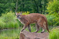 Mountain Lion