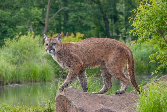 Mountain Lion