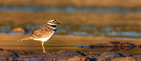 Killdeer