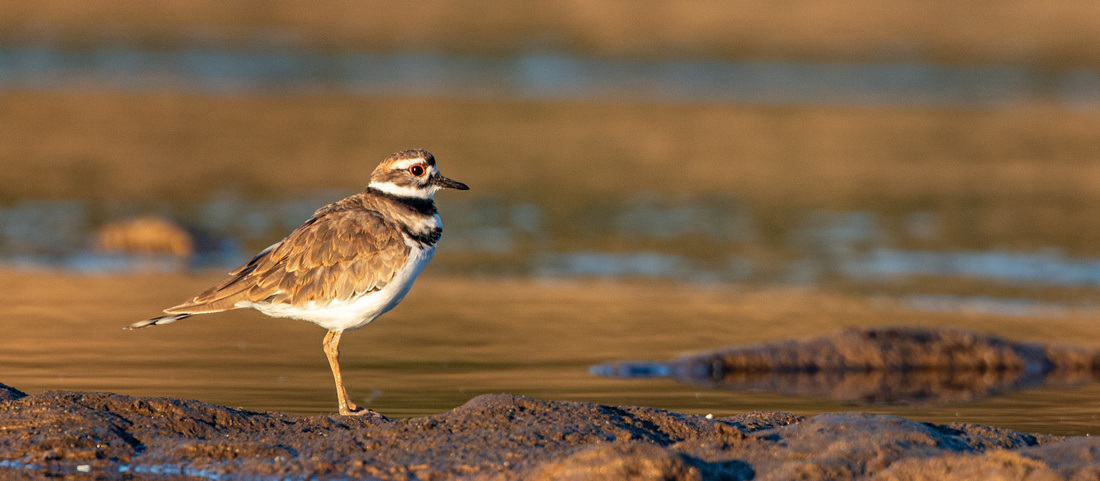 Killdeer