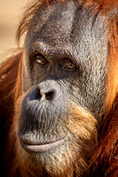 Orangutan