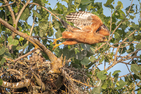 Chapter 4, Bea leaving nest