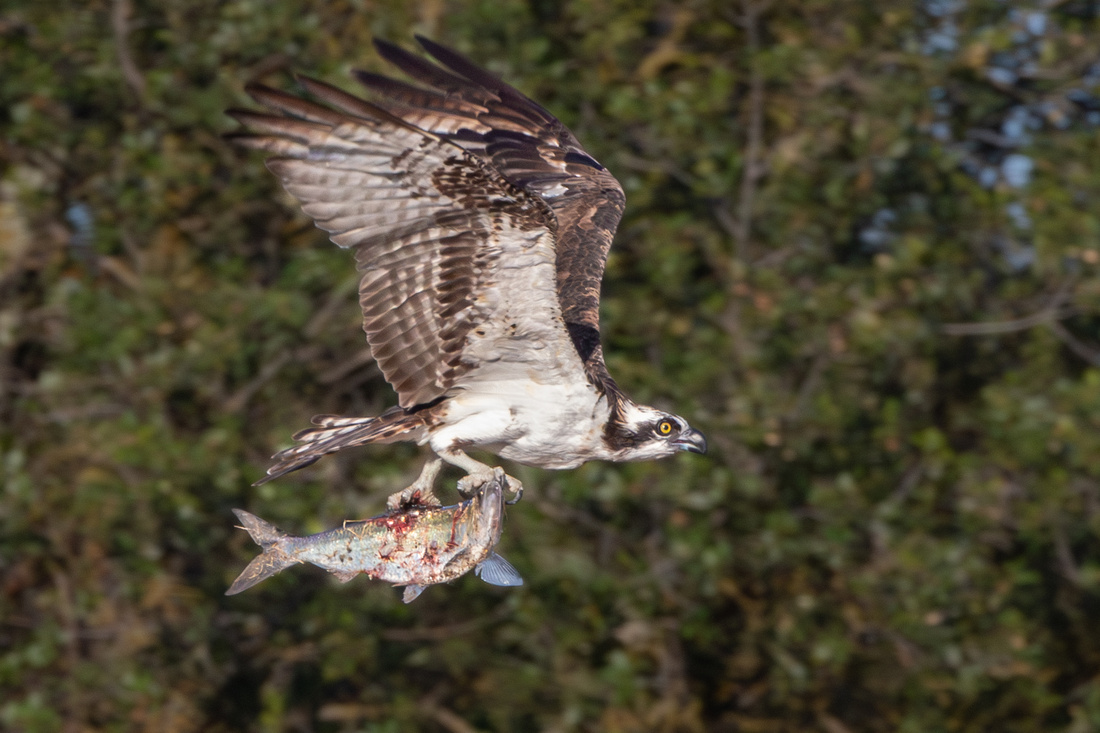 Osprey with fish