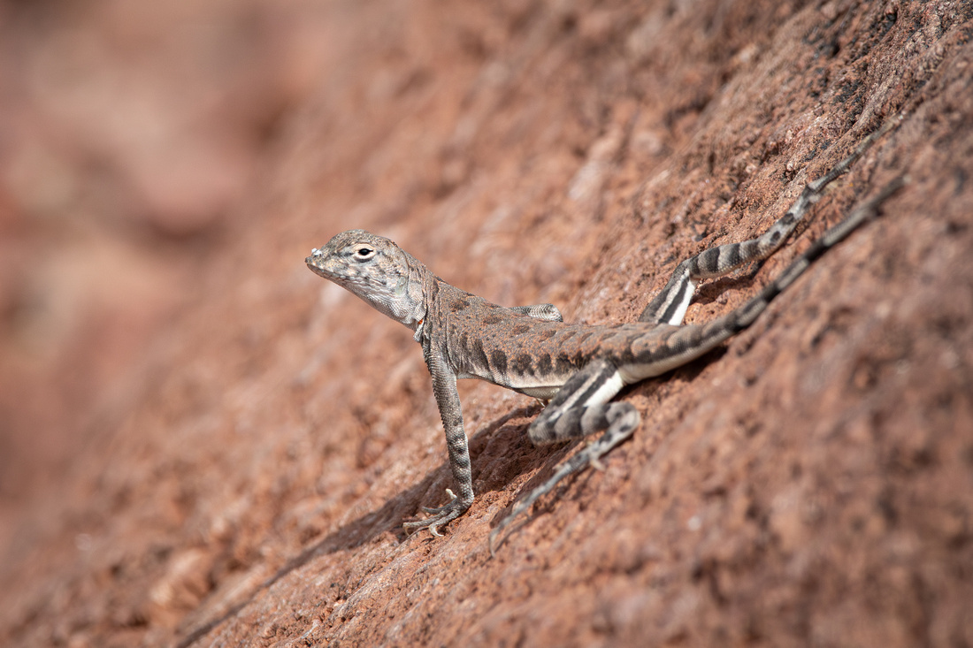 Zebra-tailed lizard