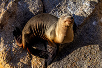 California Sea Lion