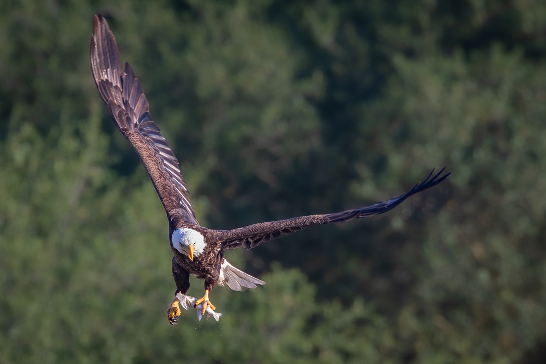 Bald Eagle with fish