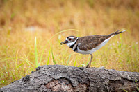 Killdeer