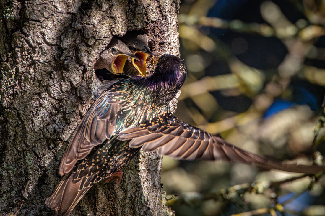 European Starling feeding nestlings