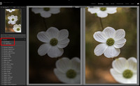 Dogwood blooms, Sequoia National Park