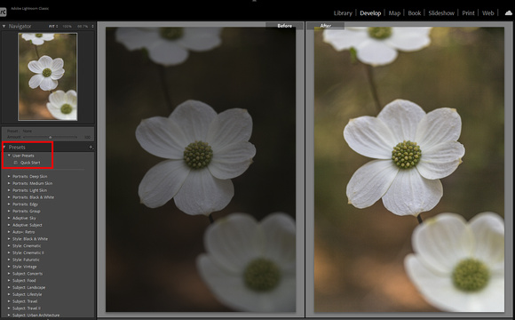 Dogwood blooms, Sequoia National Park