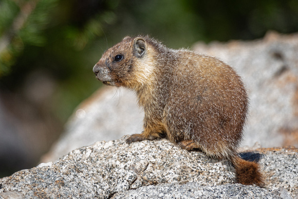 Yellow-bellied Marmot