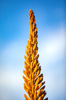 Aloe bloom