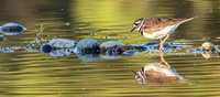 Killdeer