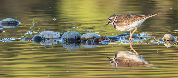 Killdeer