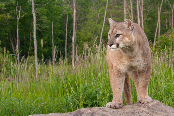 Mountain Lion