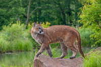 Mountain Lion