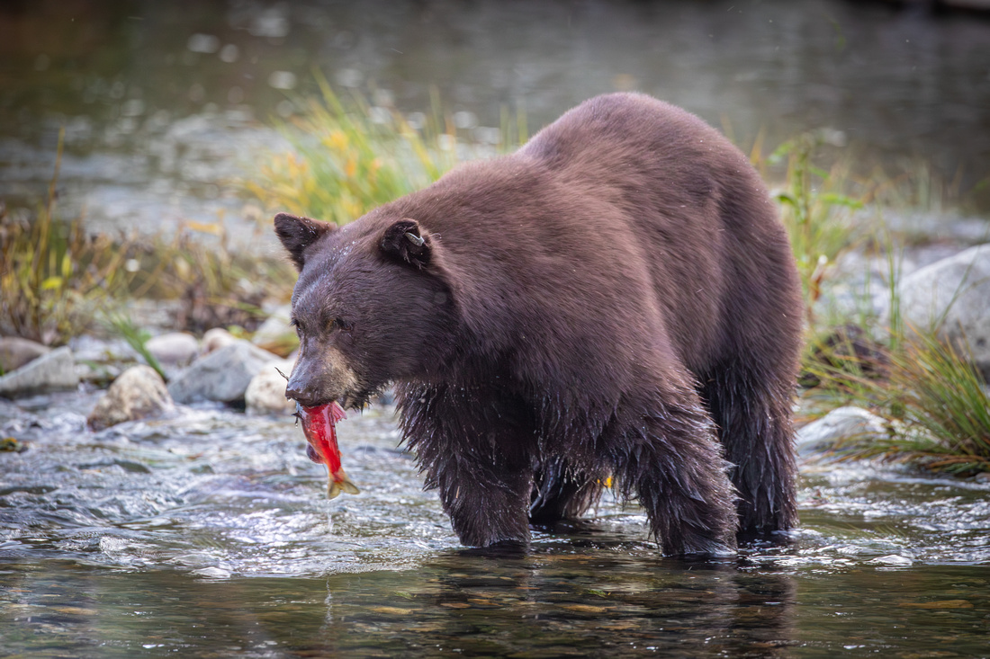 Black Bear with Kokanee Salmon