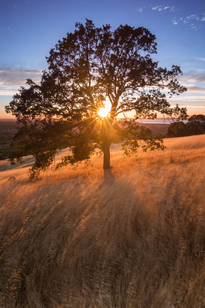 Oak at sunset, El Dorado Hills