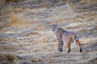 Bobcat