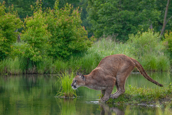 Mountain Lion