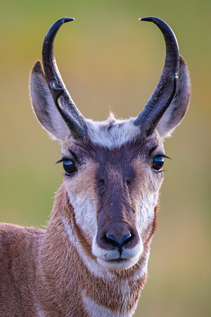 Pronghorn