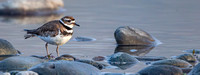 Killdeer