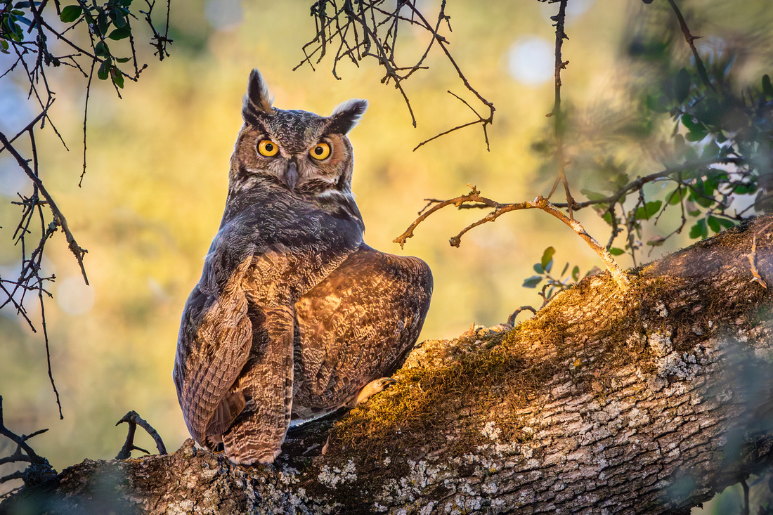 Great Horned Owl