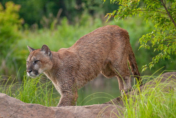 Mountain Lion