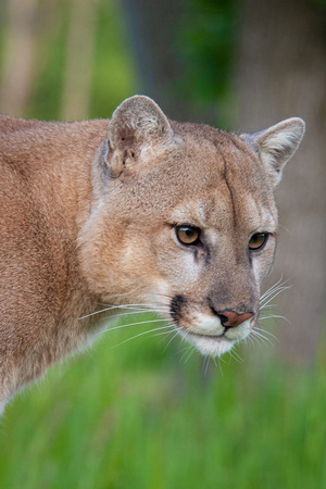 Mountain Lion