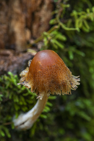 Mica Cap