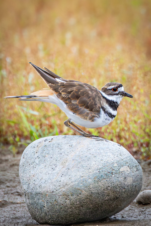 Killdeer