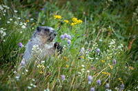 Marmot