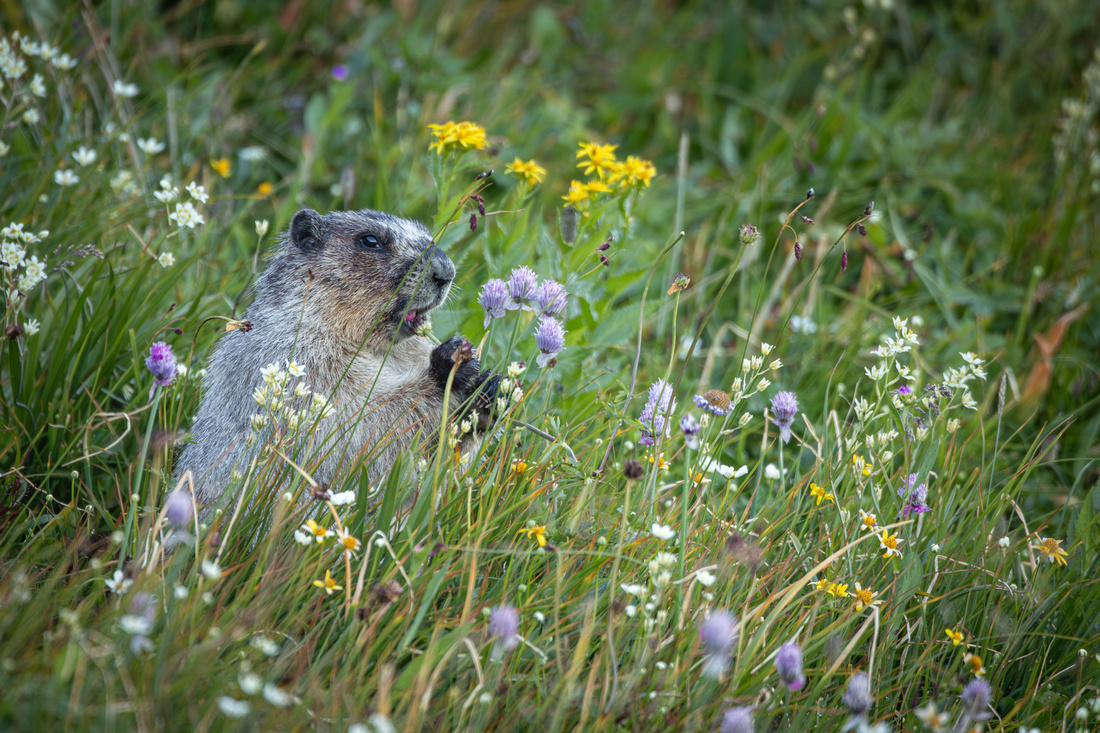 Marmot