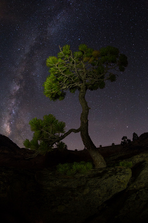 Tree and Milky Way