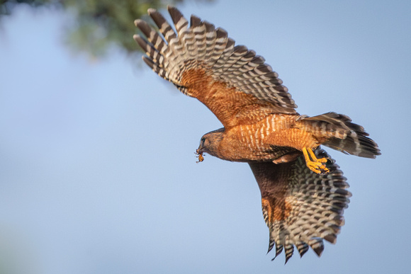 Chapter 4, Bea returning to nest with Jerusalem Cricket