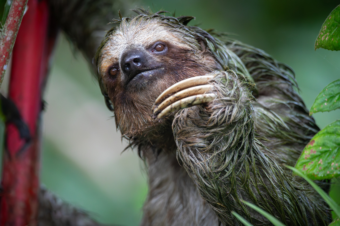 Three-toed sloth