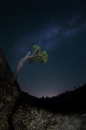 Tree and Milky Way