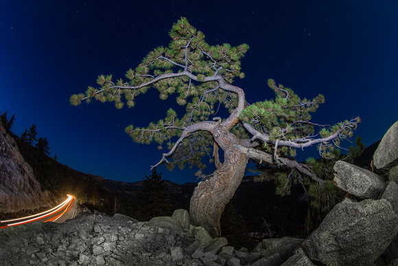 Jeffrey Pine, Yosemite National Park