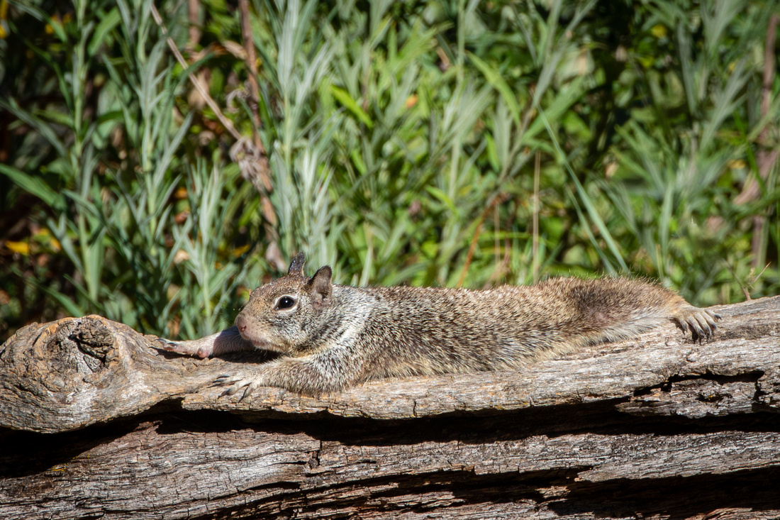 Ground Squirrel